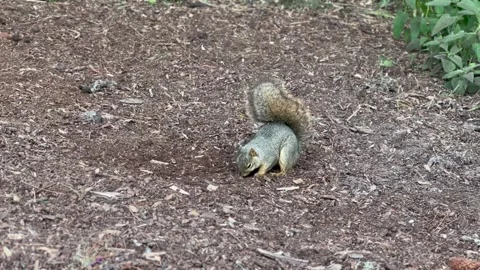 Squirrel on ground Stock Footage 242466965