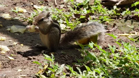 Squirrel on the ground Vídeo Stock 326324634
