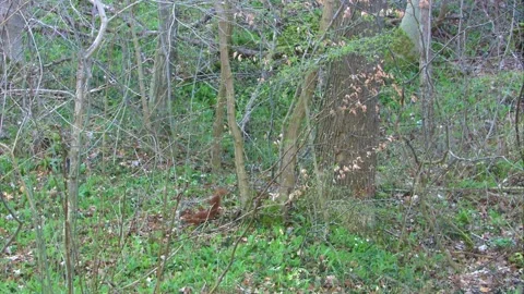 Squirrel on the ground in the forest in spring Stock Footage 268015307