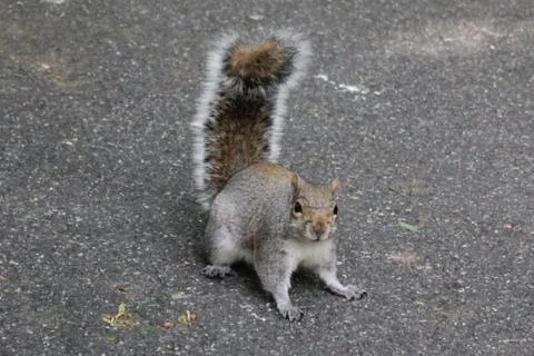 Squirrel on the ground looking at you Stock Photos