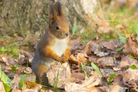 Squirrel on the ground near the tree Stock Photos