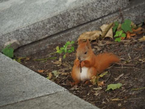 Squirrel on the ground in the park Stock Photos