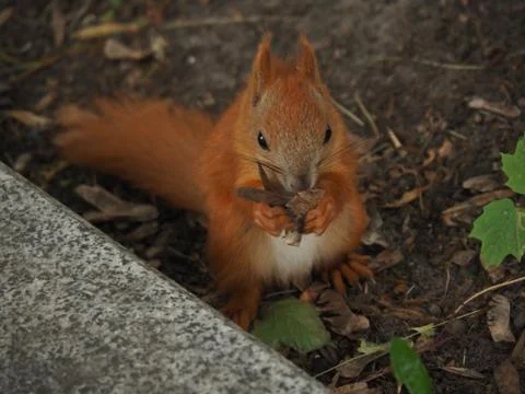 Squirrel on the ground in the park Foto stock