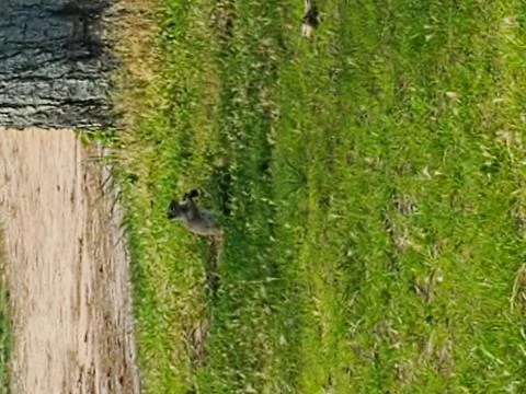 Squirrel on ground Stock Photos