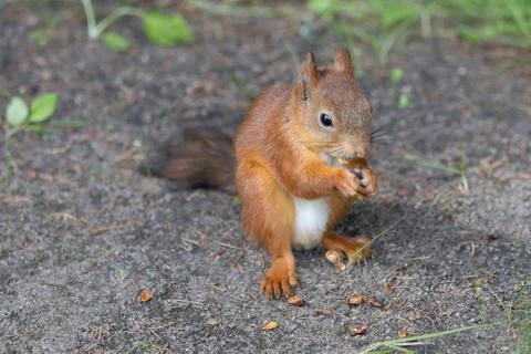 Squirrel on the ground Stock Photos