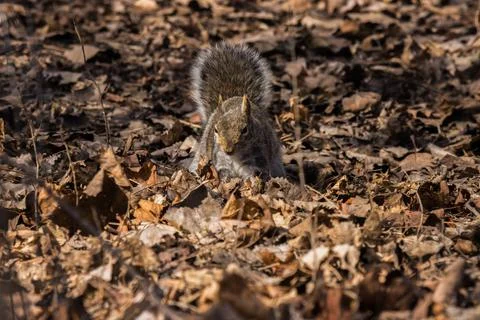 Squirrel on the ground Stock Photos