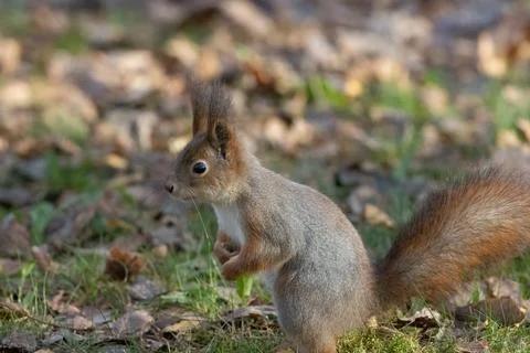 Squirrel on the ground Stock Photos