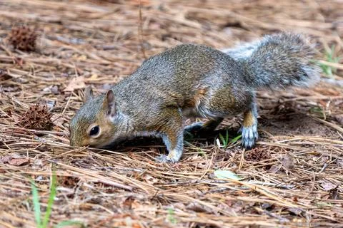 Squirrel on the Ground Stock Photos
