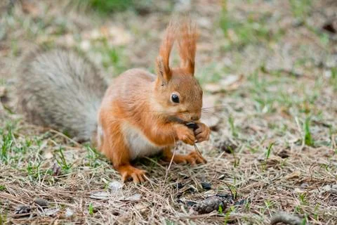 Squirrel on the ground. seeds. Stock Photos