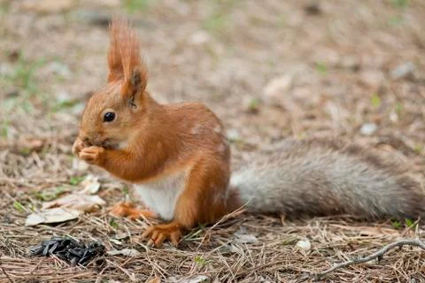 Squirrel on the ground. seeds. 스톡 사진