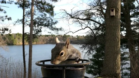 Squirrel gulping down grape jelly.. Stock-Footage 148676320