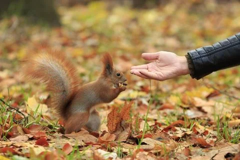 Squirrel Hand-Feed Stockfoto's
