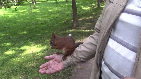 A squirrel in the hand of the man eating nuts. Sciurus vulgaris. Stock-Footage 117169858