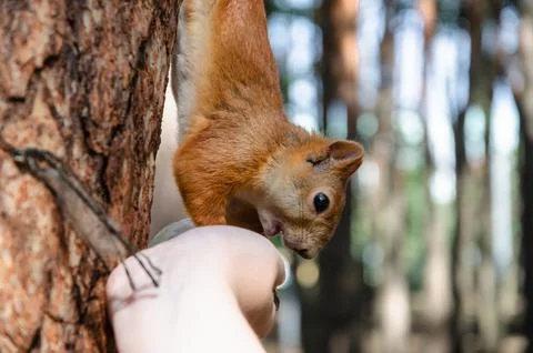 Squirrel in a hand. A man feeds a wild squirrel from his hand. Stock Photos