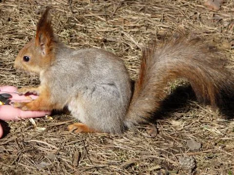 Squirrel on hand Stock Photos