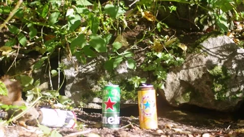 Squirrel handling beer cans Stock Footage 144031304