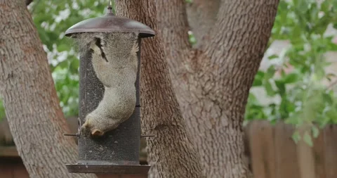 Squirrel hanging and easting sunflower seeds from a bird feeder Stock Footage 296204063