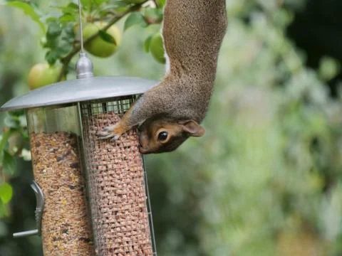 Squirrel Hanging From Apple Tree Branch Eating From Bird Feeder Stock Photos