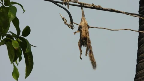 Squirrel hanging on the current waire . Video stock 238972054