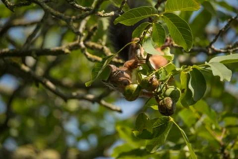 Squirrel hanging down from a tree to take nuts Stock Photos