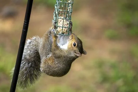 A Squirrel Hanging on a Feeder Stock Photos