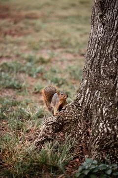 Squirrel hanging out on a tree Fotos de archivo
