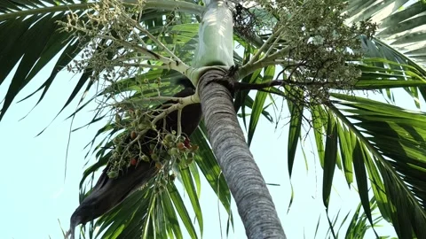 Squirrel hanging on palm tree upside down and eating a Betel nut fruit Stock Footage 163628976