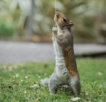 Squirrel hanging on a piece of string Stock Photos