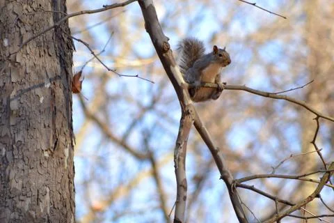 Squirrel Hanging on Small Branch Stock Photos