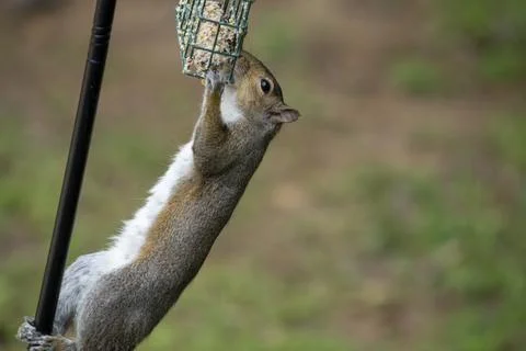 Squirrel Hanging on a Suet Feeder Stock Photos