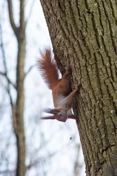 Squirrel hanging on the tree upside down holding the back of the tree Stock Photos