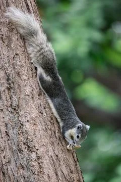Squirrel hanging upside down and eating bean on tree trunk in forest park Stock Photos