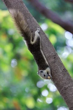 Squirrel hanging upside down and eating bean on tree trunk in forest park Stock Photos