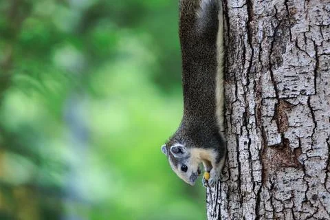 Squirrel hanging upside down and eating bean on tree trunk in forest park Stock Photos