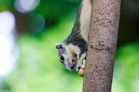 Squirrel hanging upside down and eating bean on tree trunk Stock-Fotos