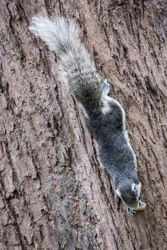Squirrel hanging upside down and eating bean on tree trunk Stock Photos