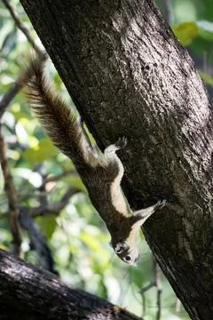 Squirrel hanging upside down on tree trunk in green city park Stock Photos