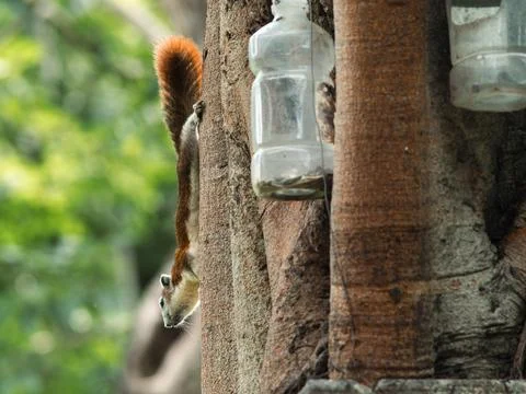 Squirrel Hanging Upside Down on Tree Trunk Peering Downward Stock Photos