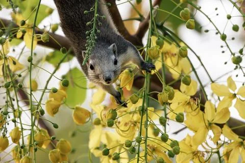 Squirrel hanging upside down on tree stick in green city park 库存照片