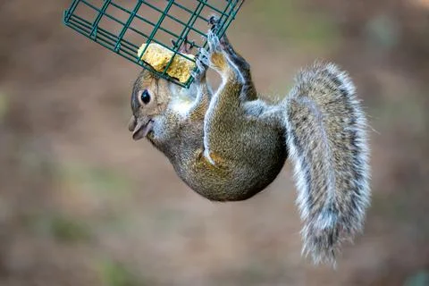 Squirrel Hangs on a feeder Фото