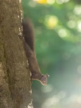 A squirrel hangs on the tree Stock Photos