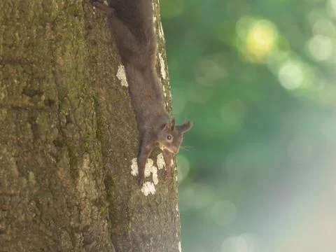 A squirrel hangs on the tree Foto stock