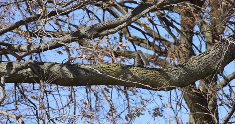 A squirrel hangs on tree then jumps Stock Footage 221391350