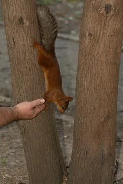 Squirrel hangs upside down and eats seeds from hands Foto stock