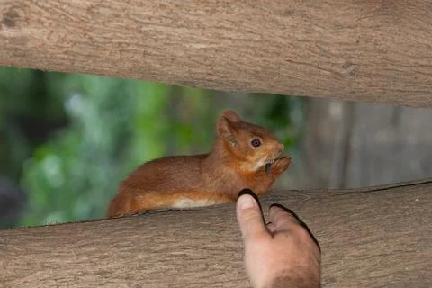 Squirrel hangs upside down and eats seeds from hands Stock Photos