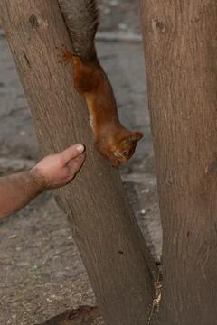 Squirrel hangs upside down and eats seeds from hands Stock Photos