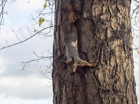 A squirrel hangs upside down from a tree in a Park in autumn. Stock Photos