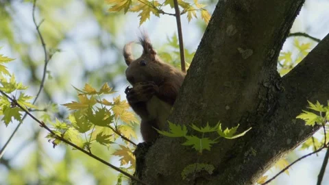 A Squirrel is Happily Eating in the Tree on a Beautifully Bright Day Full of Stock Footage 307960546