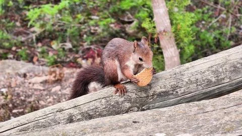 A Squirrel Happily Enjoying a Snack While Perched on a Log in the Beautiful Stock Photos