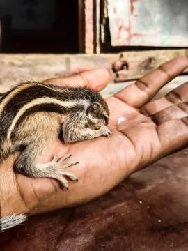 A squirrel has fallen from a tree. He was healed. Stock Photos